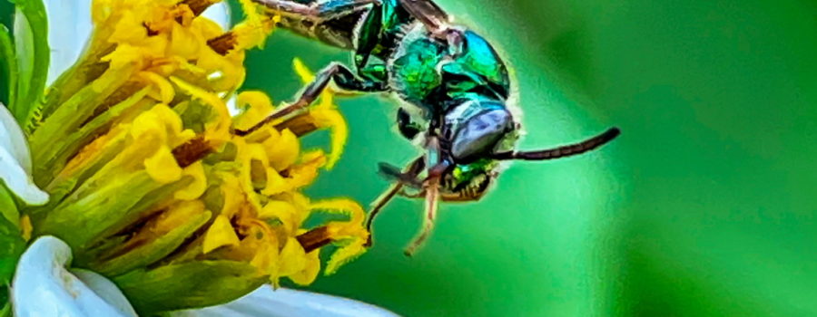 A female brown-winged striped sweat bee cleans it’s legs after feeding from a wildflower. The bee is mostly metallic green with large black and white compound eyes and brown wings. The abdomen has fine dark stripes.