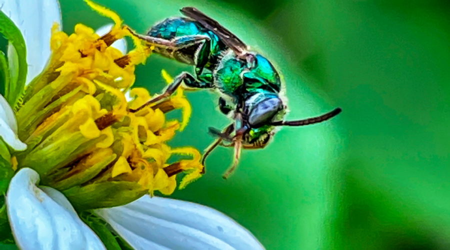 A female brown-winged striped sweat bee cleans it’s legs after feeding from a wildflower. The bee is mostly metallic green with large black and white compound eyes and brown wings. The abdomen has fine dark stripes.