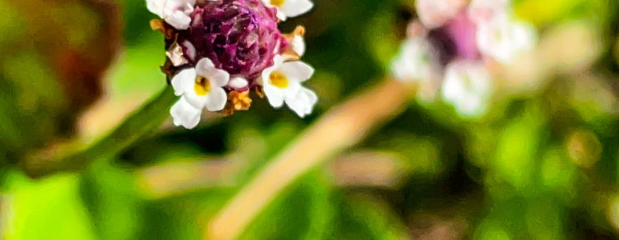 A pair of turkey tangle flowers grow among the grass blades. The flower on the left is in sharp focus, while the one on the right is is further away and out of focus. Each flower head is made up of numerous small flowers that make a circle around a pink center.