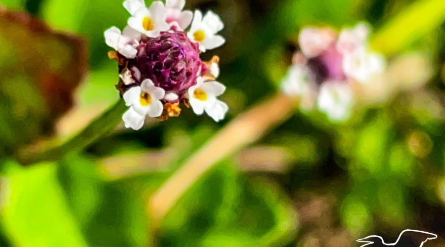 A pair of turkey tangle flowers grow among the grass blades. The flower on the left is in sharp focus, while the one on the right is is further away and out of focus. Each flower head is made up of numerous small flowers that make a circle around a pink center.