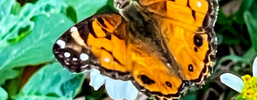 This is a full color image of an American lady butterfly feeding on white and yellow flowers in a weedy area. The butterfly has mostly orange wings with black edges. The fore wings have a black tip with four white spots and a white dash. The body is slightly fuzzy and dark brown.