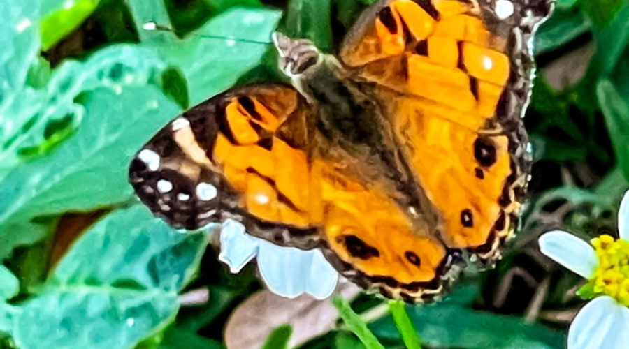This is a full color image of an American lady butterfly feeding on white and yellow flowers in a weedy area. The butterfly has mostly orange wings with black edges. The fore wings have a black tip with four white spots and a white dash. The body is slightly fuzzy and dark brown.