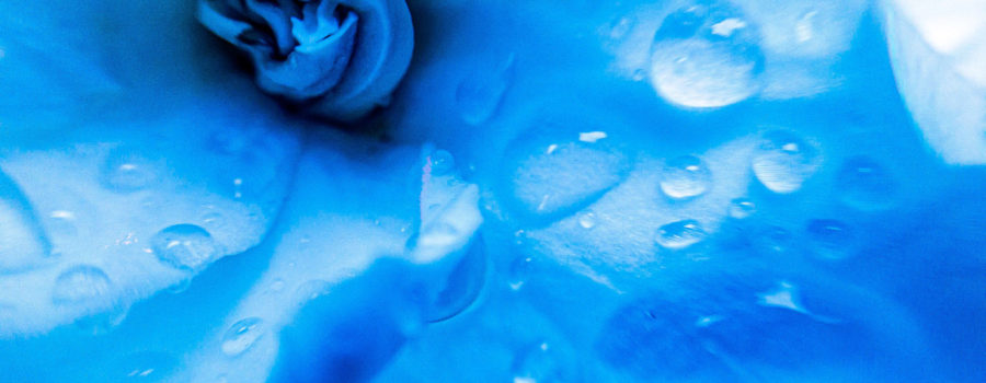 A closeup, color photo of the center of a gardenia flower after a rain. The flower has then been colored in light blue emphasizing the folds in the flower petals and the incoming light.