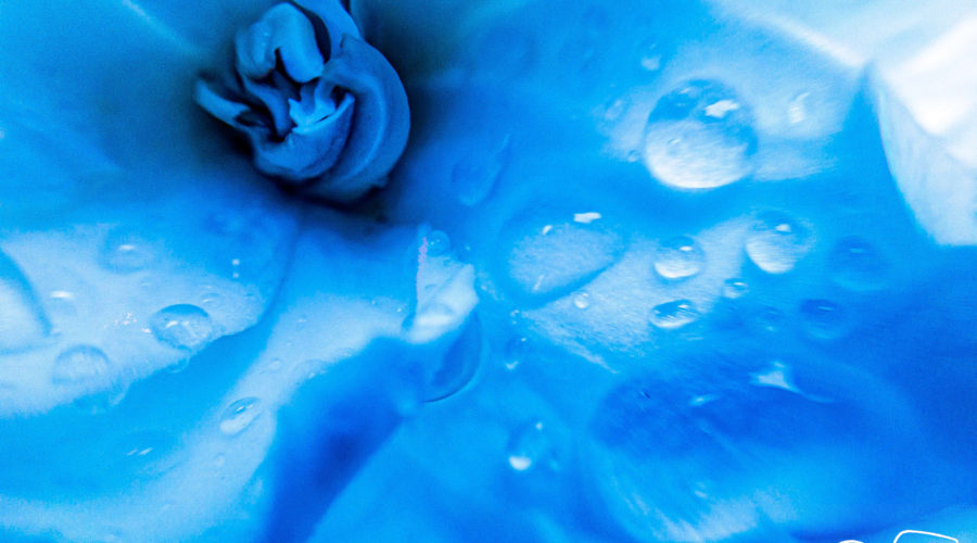 A closeup, color photo of the center of a gardenia flower after a rain. The flower has then been colored in light blue emphasizing the folds in the flower petals and the incoming light.