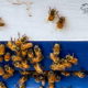 Honey Bees Have an Incredibly Complex Social Structure