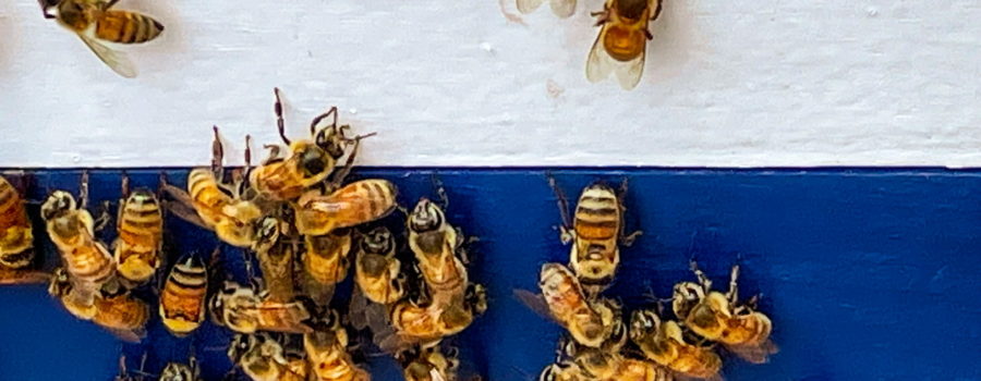 A group of honey bees getting themselves established in a new hive. The bees are coming and going from the hive through a small opening in the blue bottom of the hive. The upper part of the hive is painted white.