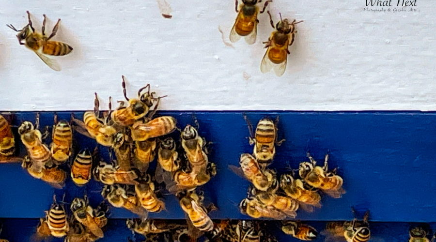 A group of honey bees getting themselves established in a new hive. The bees are coming and going from the hive through a small opening in the blue bottom of the hive. The upper part of the hive is painted white.