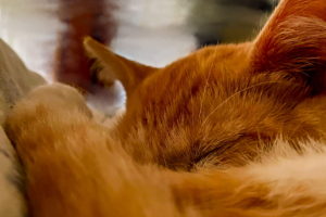 An orange tabby cat is curled up in a ball on a pillow taking a nap. Her tail is closest to the camera and curls up over her body and nose.