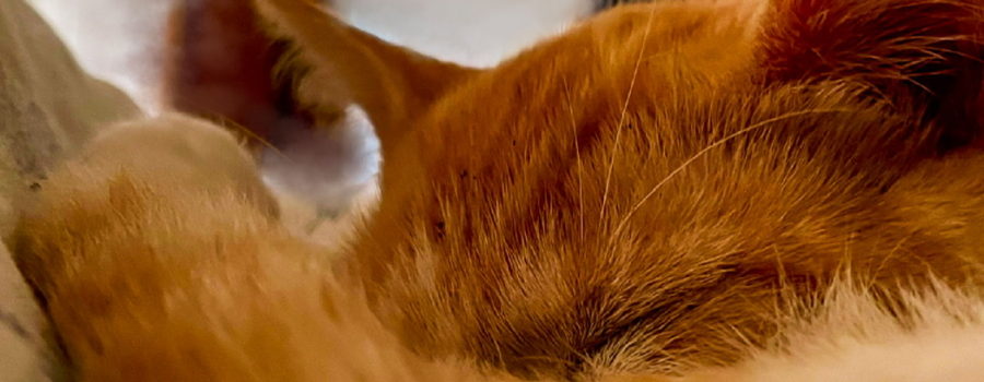 An orange tabby cat is curled up in a ball on a pillow taking a nap. Her tail is closest to the camera and curls up over her body and nose.