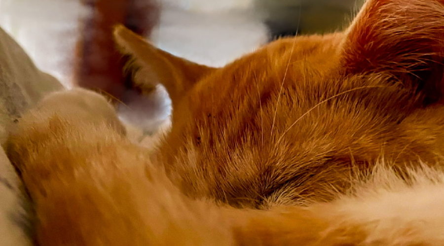 An orange tabby cat is curled up in a ball on a pillow taking a nap. Her tail is closest to the camera and curls up over her body and nose.