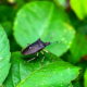 Black Stink Bugs Are Beautiful and Harmless Little Beetles