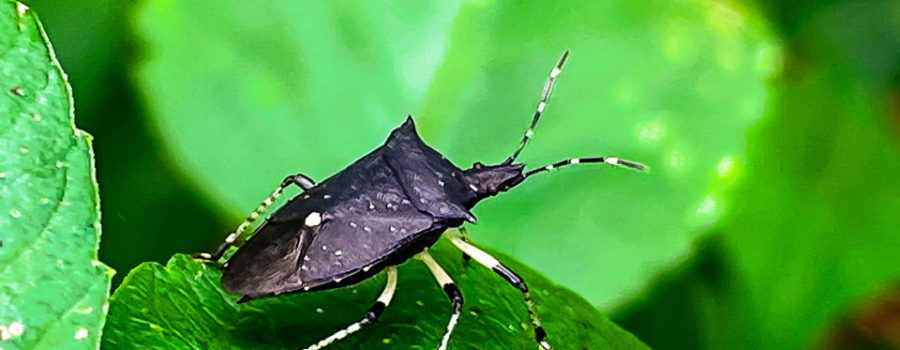 A black stink bug doesn’t even try to hide itself amongst the green leaves that it feeds on. The bug is a beetle with a mostly black body. There is one large white spot in the center of the back and some smaller white spots surrounding it. The six legs and the antennas are black and white striped.