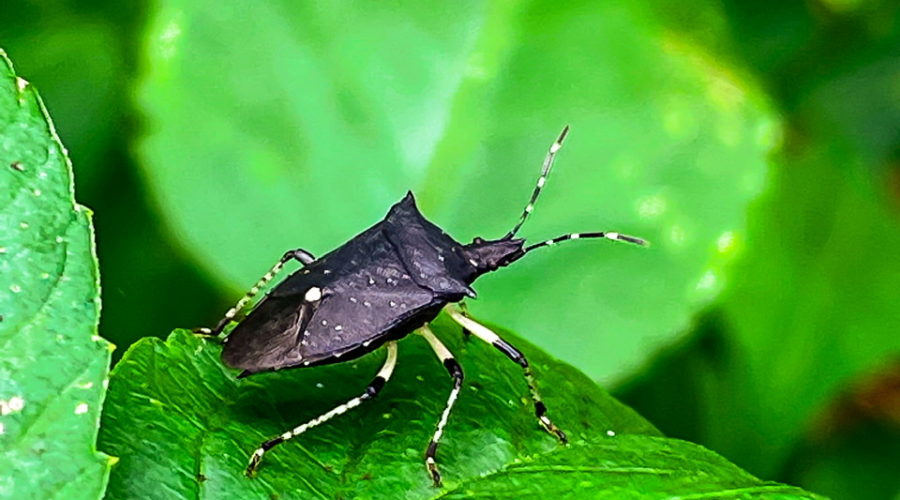 A black stink bug doesn’t even try to hide itself amongst the green leaves that it feeds on. The bug is a beetle with a mostly black body. There is one large white spot in the center of the back and some smaller white spots surrounding it. The six legs and the antennas are black and white striped.
