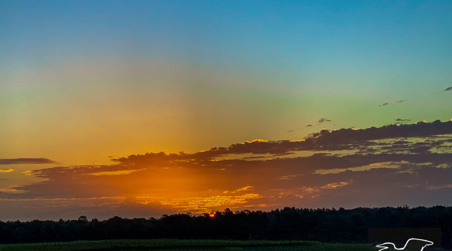 In this full color image of an early morning sunrise, the land is still mostly covered in shadow, while the very top of the bright orange sun is peeking over the tree tops. Orange light spreads out into the sky, radiating away from the sun. A bank of clouds that are low on the horizon reflect some of the light while the rest spreads into the sky, slowly merging into the blue.