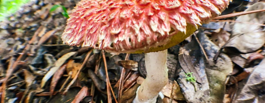 An image of a mushroom taken with a fish eye lens. The top of the mushroom is mainly red and has clumps of fuzz that form irregular protrusions all of the top. The tips of the protrusions are often tipped with white, especially around the edges IVS the cap. The underside of the cap is convex, smooth, and a dark tan color. It attaches to a light tan stem with a kink in the middle.