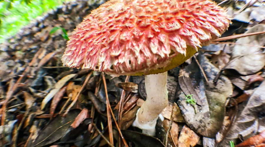 An image of a mushroom taken with a fish eye lens. The top of the mushroom is mainly red and has clumps of fuzz that form irregular protrusions all of the top. The tips of the protrusions are often tipped with white, especially around the edges IVS the cap. The underside of the cap is convex, smooth, and a dark tan color. It attaches to a light tan stem with a kink in the middle.