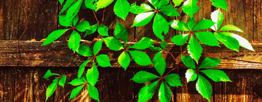 A green leafy vine with red branches is draped neatly over the top of an old, textured wooden fence. The light through the over hanging trees is spattered nicely over the vine and the fence.