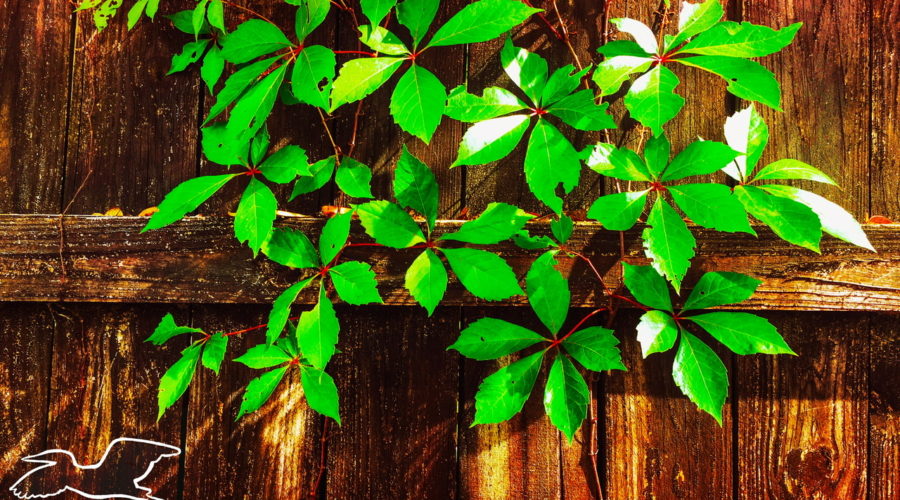 A green leafy vine with red branches is draped neatly over the top of an old, textured wooden fence. The light through the over hanging trees is spattered nicely over the vine and the fence.