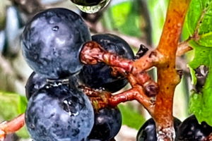 A closeup picture of several summer grapes that are part of a larger cluster. The grapes are round, smooth, and wet with afternoon rain. The grape at the top of the image has a large water droplet that is getting ready to drop. The stems to the fruit are a reddish brown and short and thick.