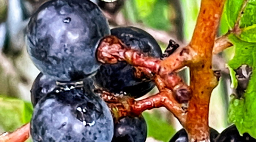 A closeup picture of several summer grapes that are part of a larger cluster. The grapes are round, smooth, and wet with afternoon rain. The grape at the top of the image has a large water droplet that is getting ready to drop. The stems to the fruit are a reddish brown and short and thick.
