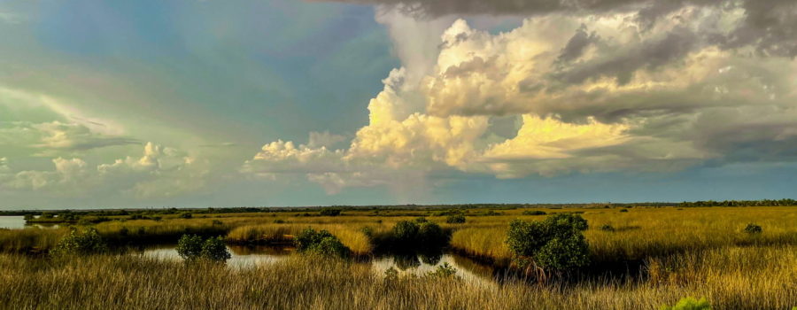 A full color view across the Florida wetlands on a cloudy evening. The flat land is covered mainly in marsh grasses with shallow waterways running through them. There is some green vegetation in the foreground. Active cloud formations cover a good bit of the otherwise blue sky.