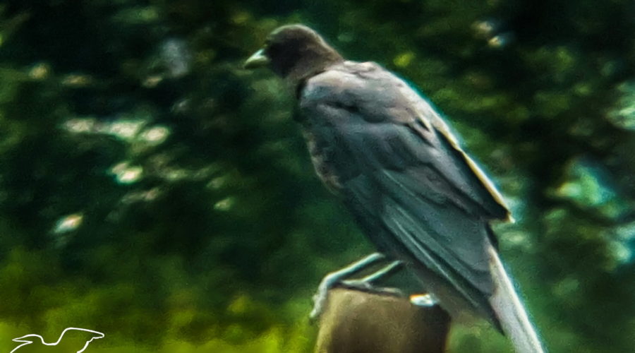 A large, black American crow leans forward on it’s perch getting ready to take flight. One leg is raised, ready to push off from the fence post it is on.