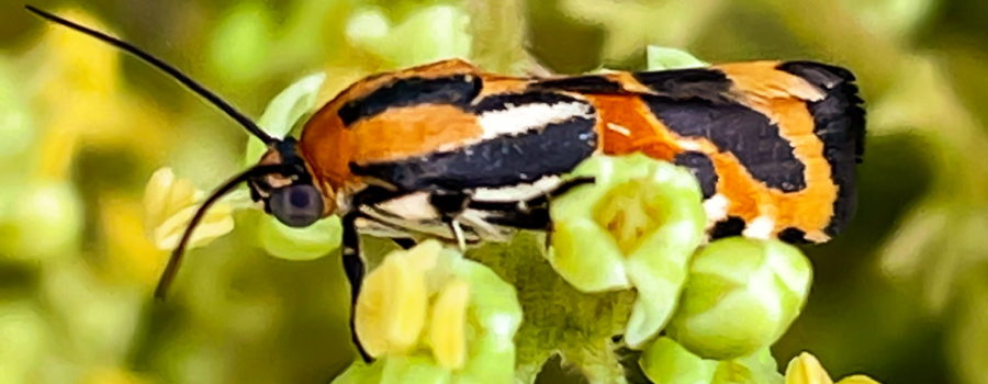 A small, multicolored moth climbs on a cluster of green, white, and yellow flowers. The moth is striped in orange, yellow, white, and black with grey eyes.
