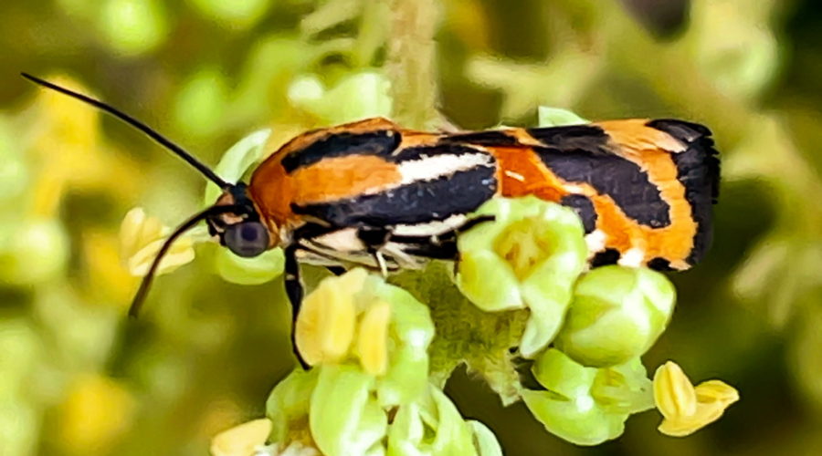 A small, multicolored moth climbs on a cluster of green, white, and yellow flowers. The moth is striped in orange, yellow, white, and black with grey eyes.