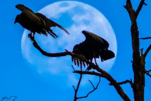 A pair of turkey vultures dry their wings while perched in a dead pine tree. In the background is a nearly full afternoon moon in an otherwise clear sky. The birds and tree are silhouetted in front of the moon.