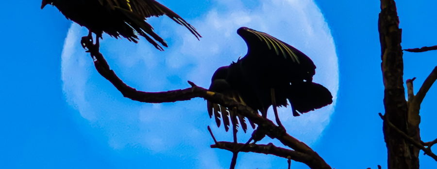 A pair of turkey vultures dry their wings while perched in a dead pine tree. In the background is a nearly full afternoon moon in an otherwise clear sky. The birds and tree are silhouetted in front of the moon.