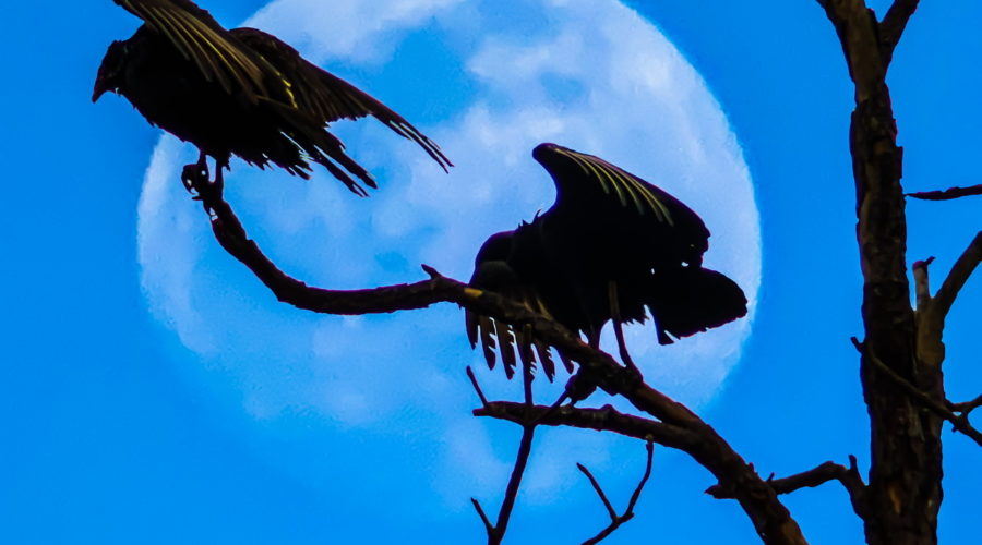 A pair of turkey vultures dry their wings while perched in a dead pine tree. In the background is a nearly full afternoon moon in an otherwise clear sky. The birds and tree are silhouetted in front of the moon.