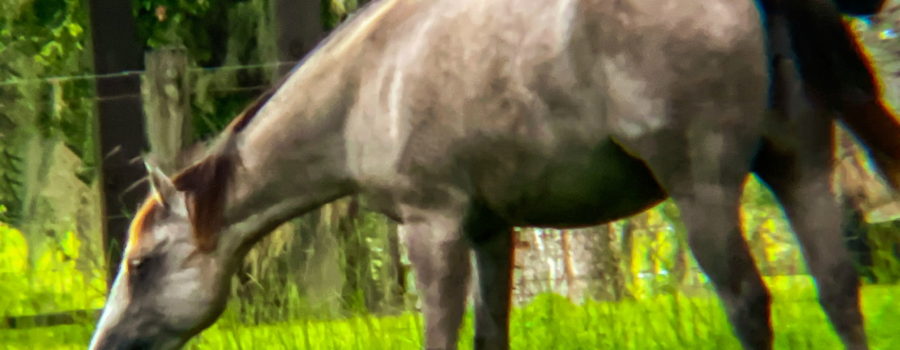 A large grey horse, grazing in a grass filled field reaches out to grab a bite that is almost out of reach. The horse is inside a wire fence with woods beyond.