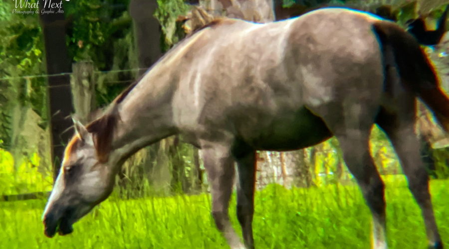 A large grey horse, grazing in a grass filled field reaches out to grab a bite that is almost out of reach. The horse is inside a wire fence with woods beyond.