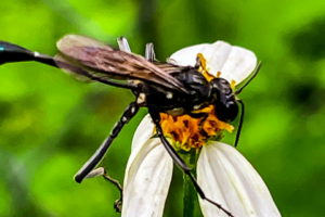 A black organ pipe wasp has just landed on a fading white and yellow flower. The wasp is all black with a few white spots on the thorax and hind legs