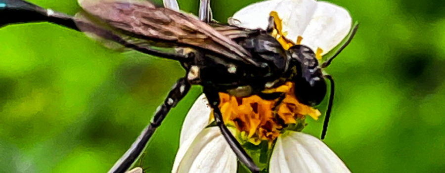 A black organ pipe wasp has just landed on a fading white and yellow flower. The wasp is all black with a few white spots on the thorax and hind legs