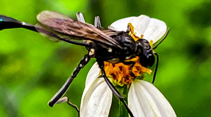A black organ pipe wasp has just landed on a fading white and yellow flower. The wasp is all black with a few white spots on the thorax and hind legs