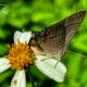 The Beautiful Grey Hairstreak is a Flexible Generalist