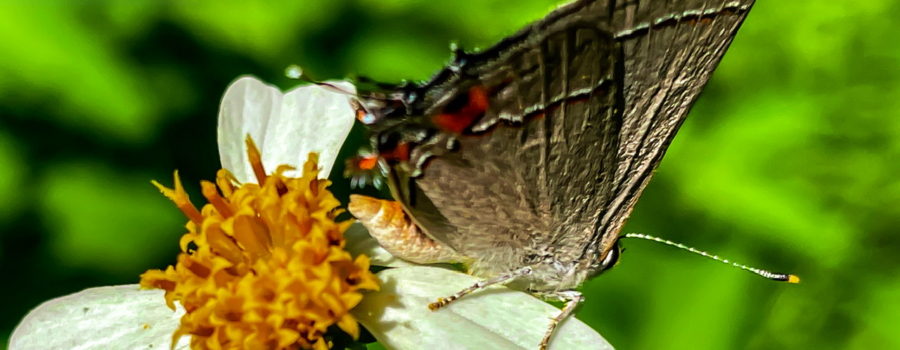 A grey hairstreak butterfly rests on the white petal of a white and yellow flower. The butterfly has folded wings that are grey. Each wing has a narrow band of black and a narrow band of white along the outer third. The hind wings have black and orange spots near the back. Each hind wing also has a short, antenna-like extension. The body of the butterfly is a pinkish orange which is darker on the top of the body than below. The legs are light grey. One black and white antenna with a yellow tip can be seen coming off the head.