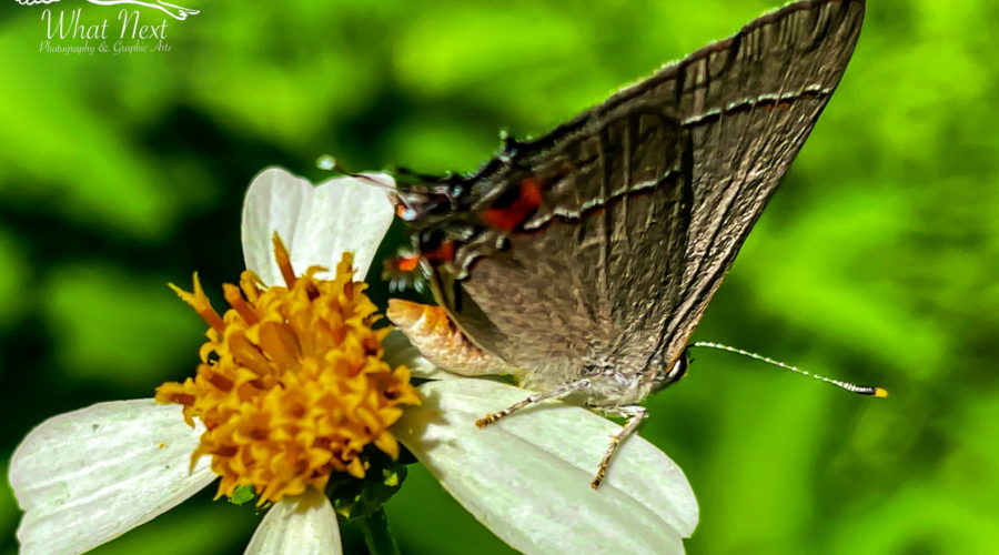 A grey hairstreak butterfly rests on the white petal of a white and yellow flower. The butterfly has folded wings that are grey. Each wing has a narrow band of black and a narrow band of white along the outer third. The hind wings have black and orange spots near the back. Each hind wing also has a short, antenna-like extension. The body of the butterfly is a pinkish orange which is darker on the top of the body than below. The legs are light grey. One black and white antenna with a yellow tip can be seen coming off the head.