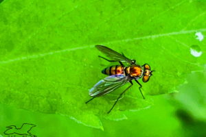 A long legged fly sits quietly on the serrated edge of a green plant leaf. The fly is orange to bronze color with a metallic quality. It has black markings on the abdomen and head. The majority of the head is made up of the two large compound eyes that are the same color as the body. It has black legs and antennas as well as translucent wings with just a slight smoky tint. The nearest wing shines in the sun reflecting a rainbow of colors.