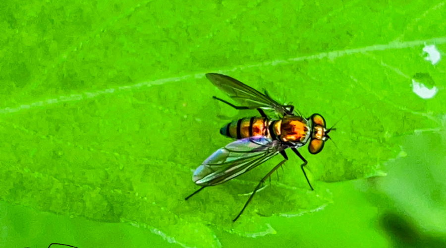 A long legged fly sits quietly on the serrated edge of a green plant leaf. The fly is orange to bronze color with a metallic quality. It has black markings on the abdomen and head. The majority of the head is made up of the two large compound eyes that are the same color as the body. It has black legs and antennas as well as translucent wings with just a slight smoky tint. The nearest wing shines in the sun reflecting a rainbow of colors.