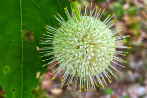 This is a full color photo of a buttonbush flower ball. The ball is made up of many small, tube shaped flowers with long, yellow tipped styles. The styles extend beyond the flower ball, giving it a halo. The flowers are located at the end of a branch of the bush.
