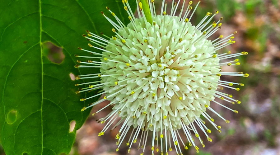 This is a full color photo of a buttonbush flower ball. The ball is made up of many small, tube shaped flowers with long, yellow tipped styles. The styles extend beyond the flower ball, giving it a halo. The flowers are located at the end of a branch of the bush.