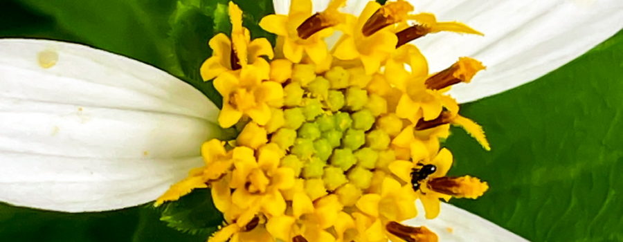 A closeup image of a ripening blackjack photo. The flower has five white rays that radiate away from the center. The center of the flower is made up of many small florets. The ones outside, nearest the rays are open, while the others are still closed. The ones in the center are the least mature and are still green. The flower is surrounded by several bright green leaves.
