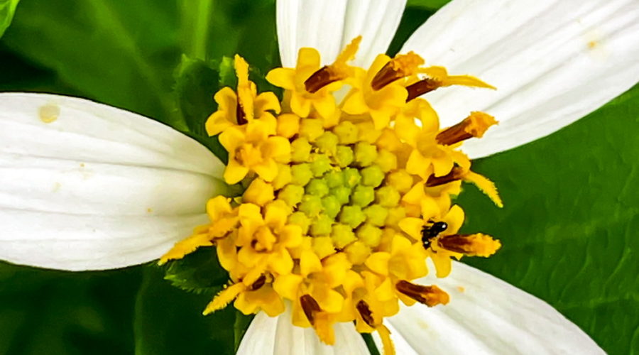 A closeup image of a ripening blackjack photo. The flower has five white rays that radiate away from the center. The center of the flower is made up of many small florets. The ones outside, nearest the rays are open, while the others are still closed. The ones in the center are the least mature and are still green. The flower is surrounded by several bright green leaves.