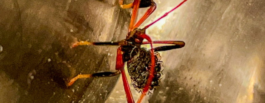 A small black, red, and yellow bug looks at the camera. The body is flattened and black. The thorax and head are slightly thicker. There are two red eyes and red antennas. The legs have three segments. The first is thin and red. The next is thicker and black, followed by small, yellow feet.