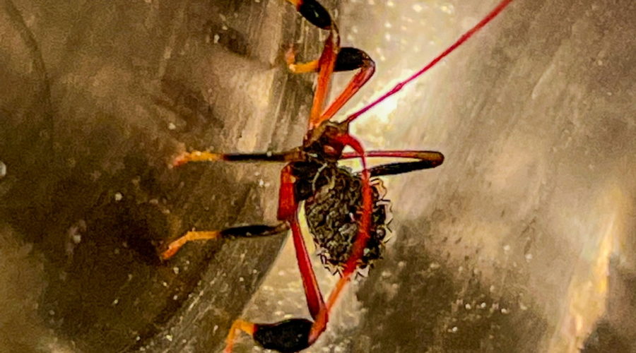 A small black, red, and yellow bug looks at the camera. The body is flattened and black. The thorax and head are slightly thicker. There are two red eyes and red antennas. The legs have three segments. The first is thin and red. The next is thicker and black, followed by small, yellow feet.