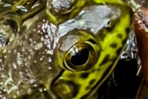 A closeup full color photo of the face of an American bullfrog. The frog has an olive green back and top of the head with a lighter green on the face and around the eyes. The light green is blotched with black. The closeup nature of this shot emphasizes the frog’s large eyes with large, black pupils surrounded by greenish irises.