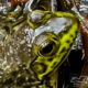 The American Bullfrog has an Interesting and Complex Social Structure