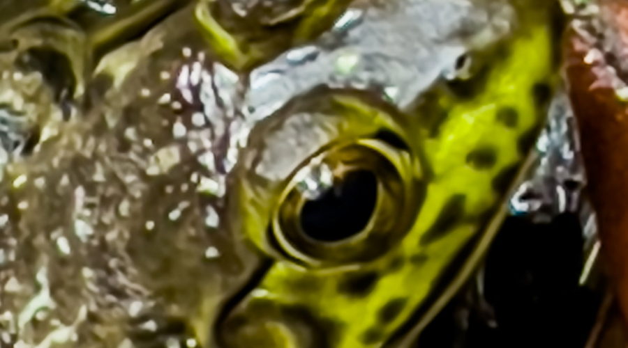 A closeup full color photo of the face of an American bullfrog. The frog has an olive green back and top of the head with a lighter green on the face and around the eyes. The light green is blotched with black. The closeup nature of this shot emphasizes the frog’s large eyes with large, black pupils surrounded by greenish irises.